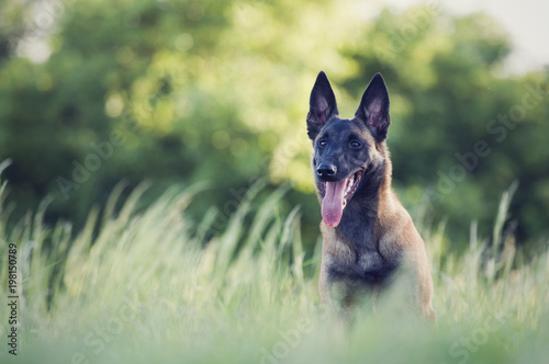 Belgian Shepherd Malinois dog in nature