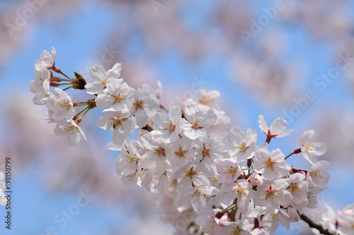 「さくらの日」の桜、桜始開