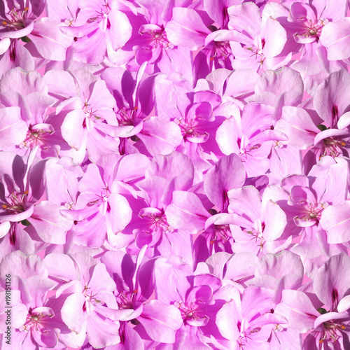 Fototapeta Naklejka Na Ścianę i Meble -  Beautiful floral background of purple pelargonium 