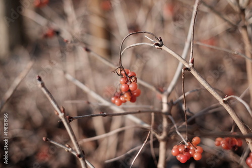 Dry plants and berries