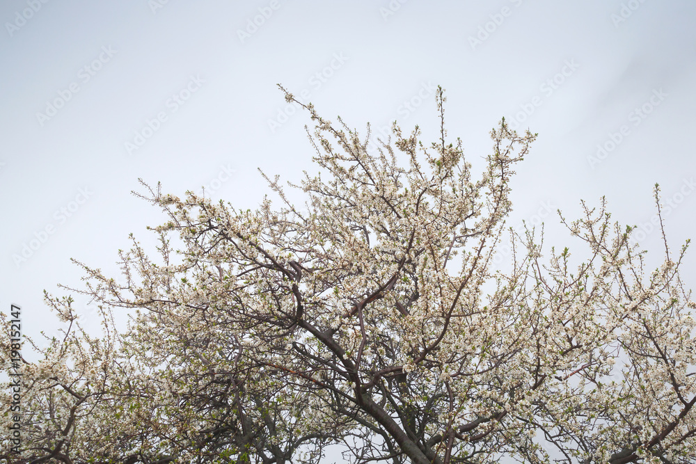 Cherry blossom, tree branches with flowers Cherry blossom, tree branches with flowers