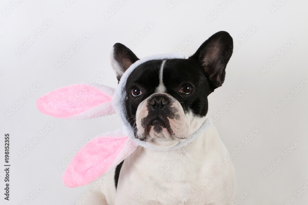 french bulldog portrait in the studio with funny bunny ears
