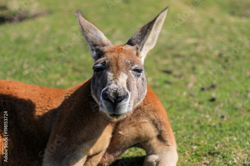Close up of Red kangaroo laying in grass