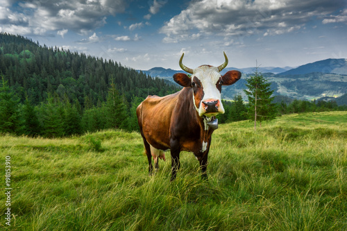 Fototapeta Naklejka Na Ścianę i Meble -  Cow is herding on a mountain meadow. Panorama sunny landscape of Carpathian Mountains with a domestic animal.