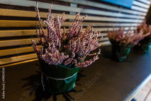 Pink flowers in decorative flower pot photo