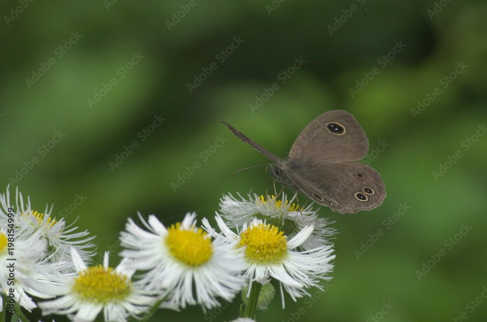 Obraz premium ヒメウラナミジャノメ