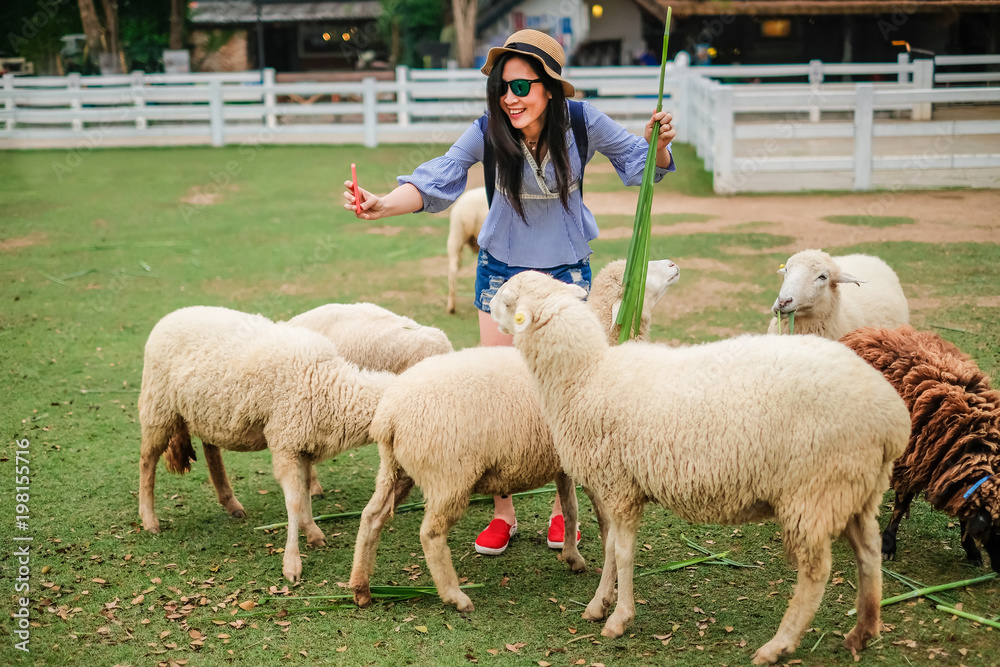 woman traveler feeding the sheep in the farm.young lady go to travel in the sheep farm on holiday. woman traveler feeding the sheep in the farm.young lady go to travel in the sheep farm on holiday.