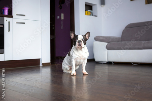 Adorable french bulldog sitting on the living room floor