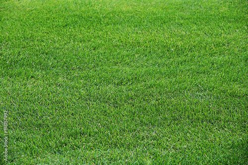 Tableau sur toile Fragment of a field from a green grass lawn