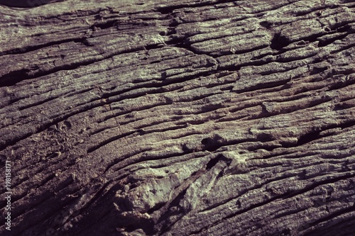 Beautiful patterns on wood decay.
