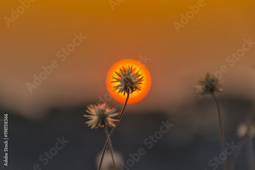 Close-up of grass flower with a background in the center of the sun  at sunset