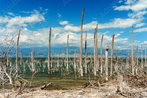 salt lake, the trunks of the trees without leaves in the water, Lake Enriquillo