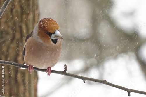 Grosbeak sitting on a branch looking down in the cold of winter in search of food, the concept of winter starvation of birds