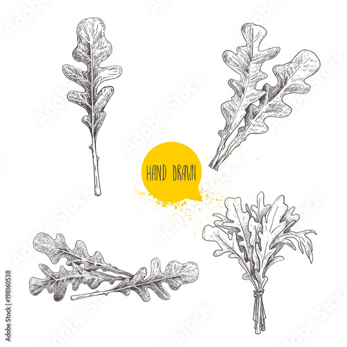 Hand drawn sketch style arugula leaves set. Single leaf and bunches. Fresh salad eco ingredient. Vector illustration isolated on white background.
