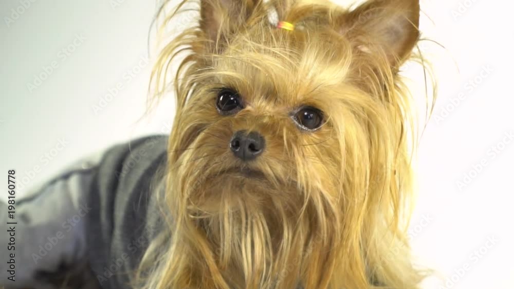 Yorkshire terrier lies on a white background with a tail on his head and twists his face Yorkshire terrier lies on a white background with a tail on his head and twists his face
