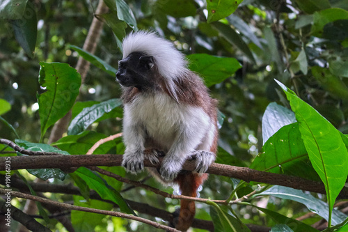 Cotton-top Tamarin monkey