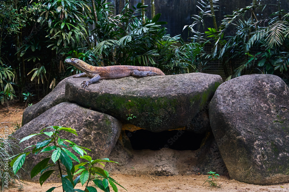 Obraz premium Komodo dragon lizard