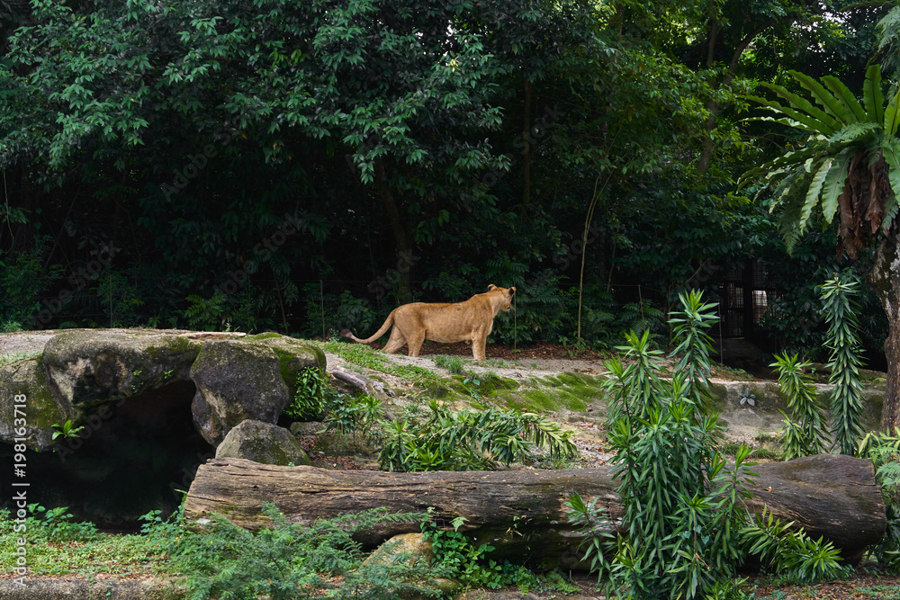 Naklejka premium Lioness is on the jungle forest