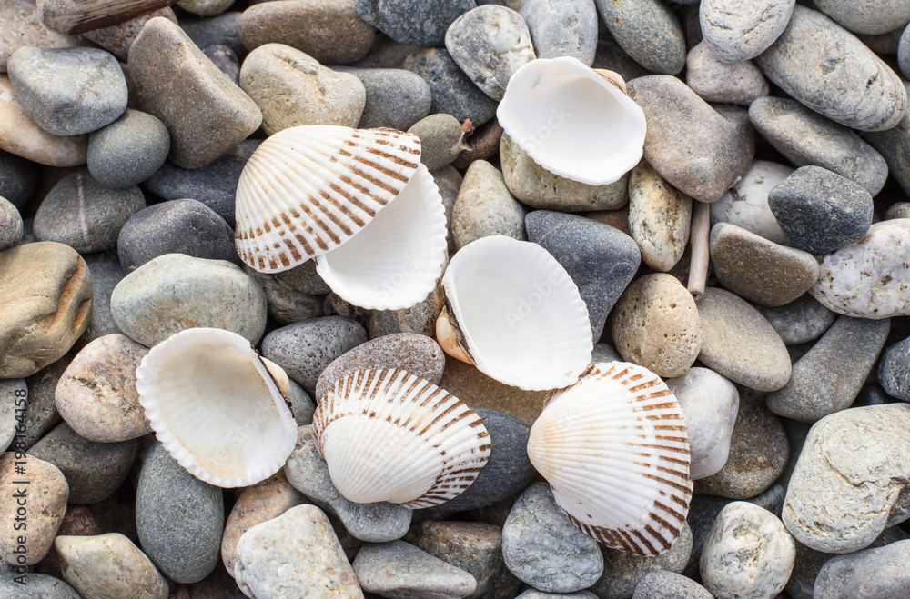 Seashells and stones on the beach