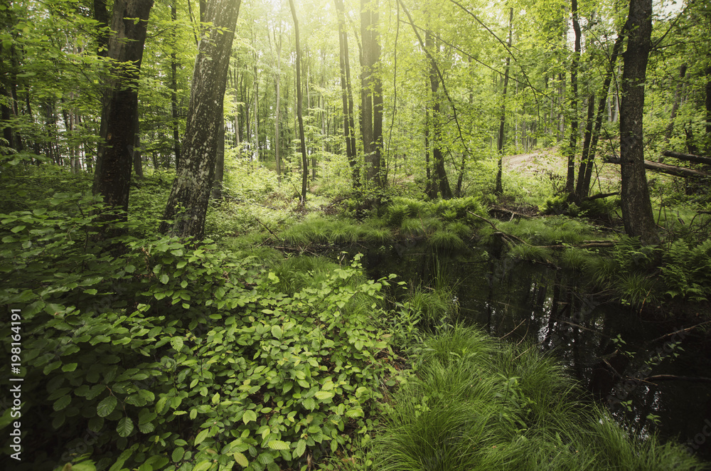 natural green forest landscape