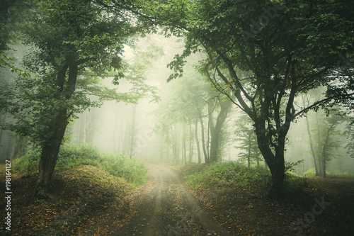 Canvas Print misty forest road background