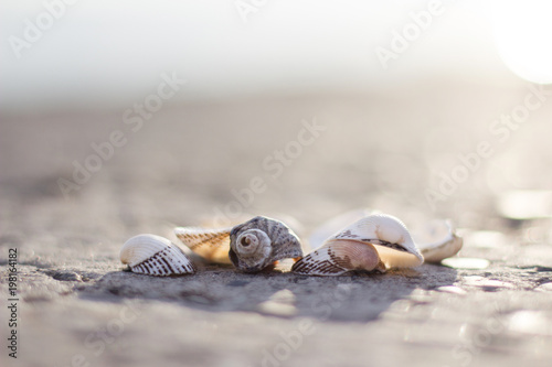 sea shells in sunlight photo