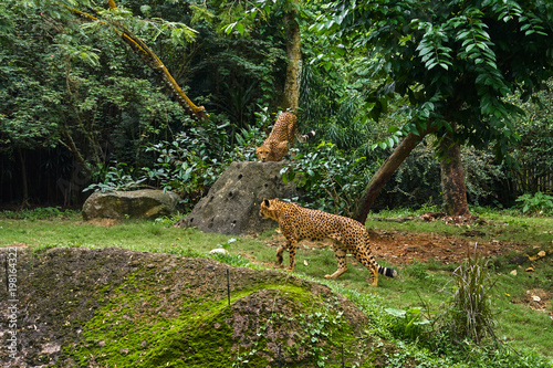 Cheetah is on the jungle forest