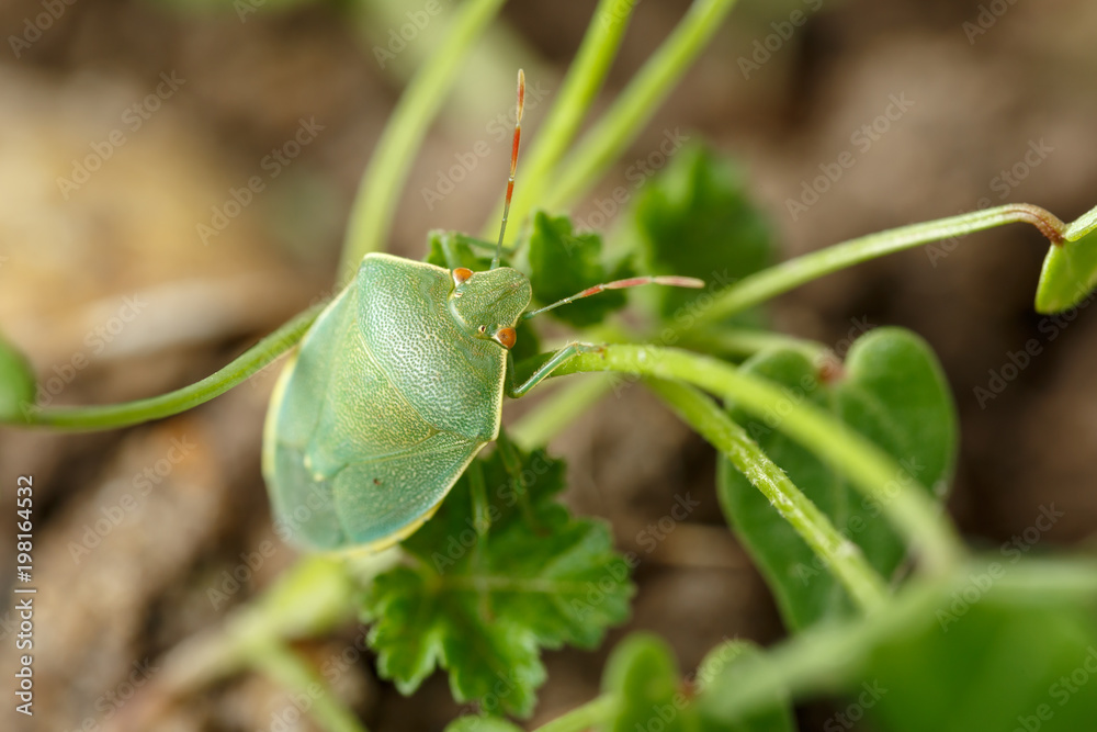 Green stink bug with red eyes and antennae hanging on the thin stem of small weed. Pentatomidae family, as Nezara viridula, are considered agricultural pest insects Green stink bug with red eyes and antennae hanging on the thin stem of small weed. Pentatomidae family, as Nezara viridula, are considered agricultural pest insects