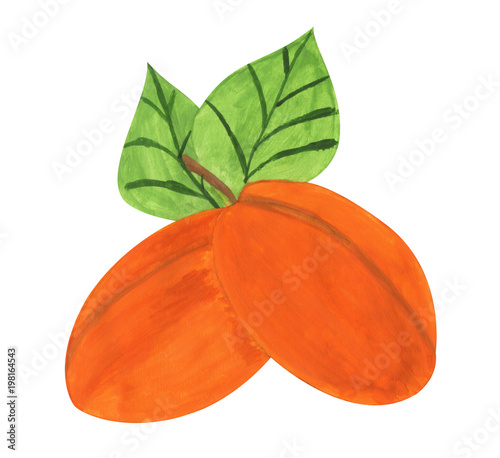 apricots, gouache paint