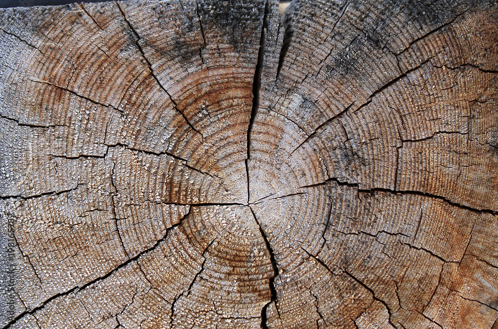 Fototapeta premium The old wood texture with natural patterns. Cross-section of the old tree
