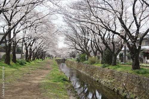 桜の風景 © 田中　喜一郎