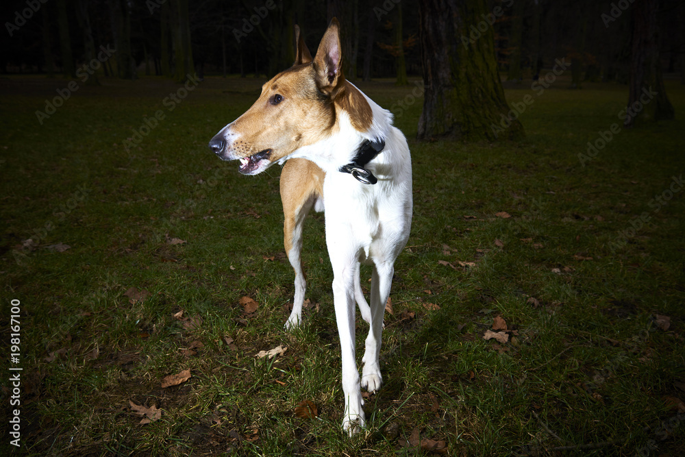 Smooth Collie dog in park at dusk Smooth Collie dog in park at dusk
