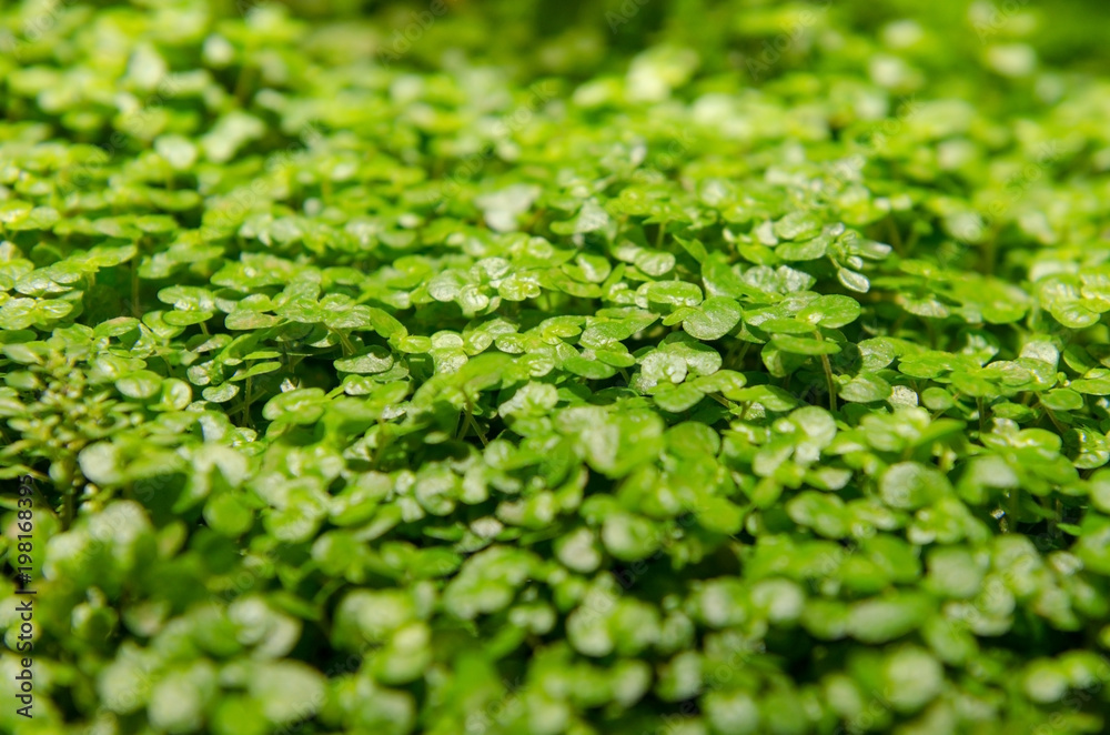 Obraz premium Aquarium, plant. Underwater green plant, small leaves.