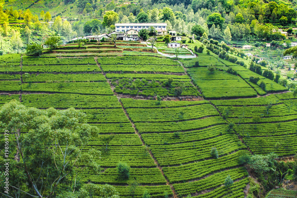 green tea plantation in Sri Lanka - obrazy, fototapety, plakaty 