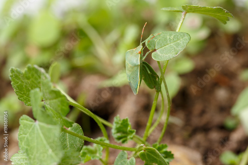 Slika na platnu Southern green stink bug getting safe by mimicking the environment