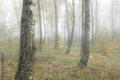 Misty morning in the woods in the fall. Morning  autumn. Birch grove near the city. 