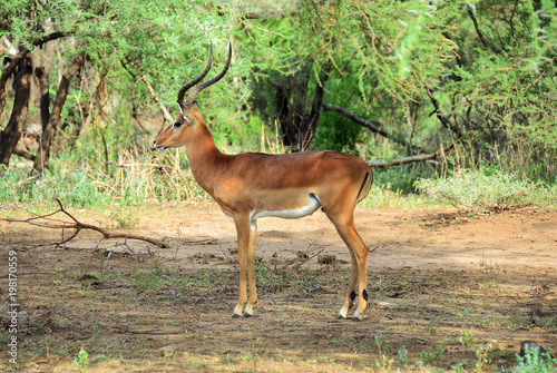 Impala antelope, Tanzania, Africa © Oleg Znamenskiy