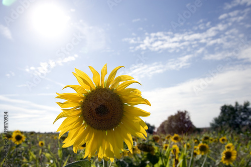 A single sunflower on the edge of a field of sunflowers  bright sun in the blue sky above