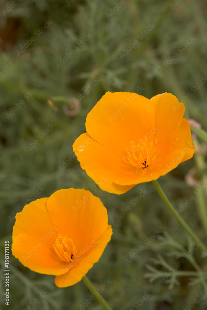 Vibrant orange Icelandic Poppies