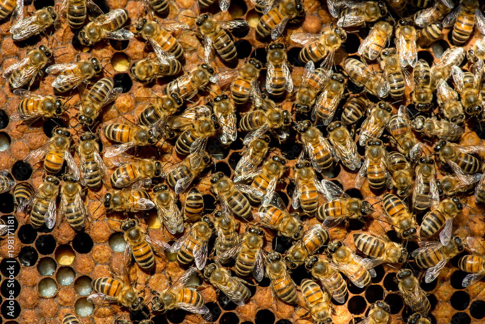 The queen bee swarm - selective focus The queen bee swarm - selective focus