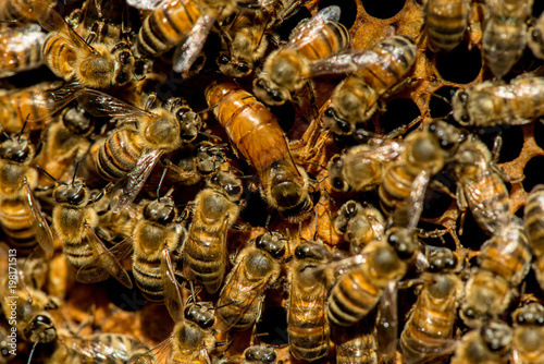 The queen bee swarm - selective focus © diyanadimitrova