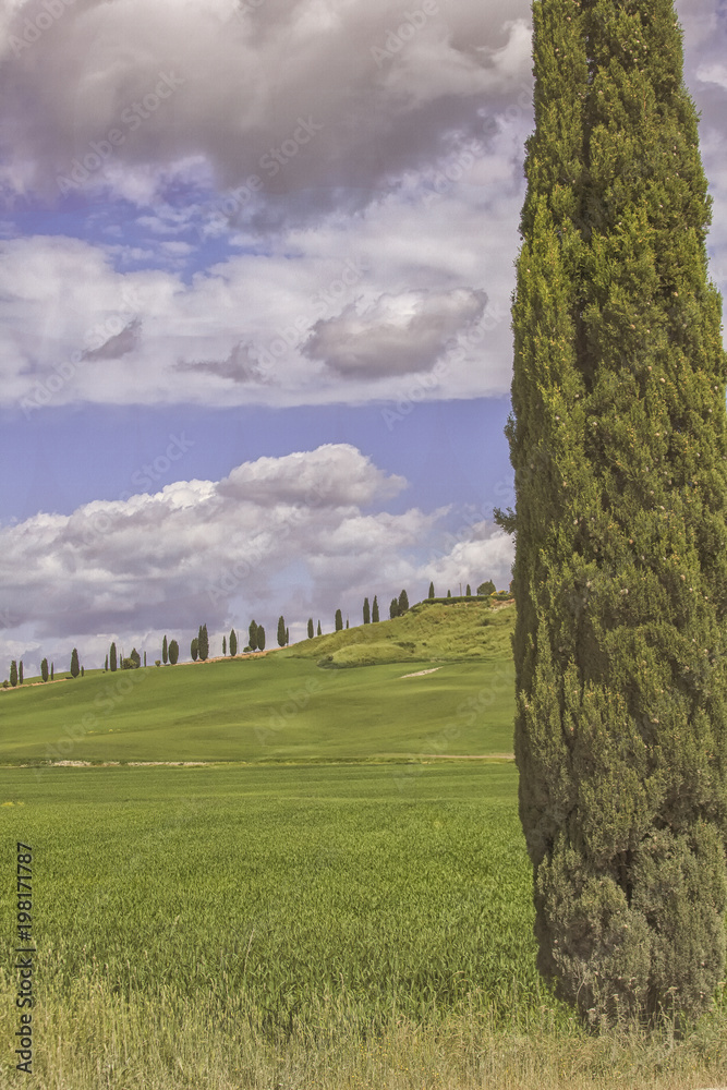 Cypress tree in Tuscany