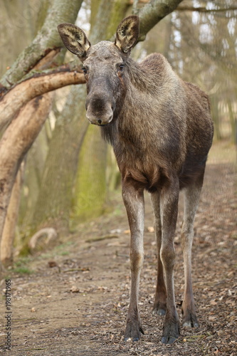 Eurasian elk in the nature looking habitat during autumn time. Moose in the chilly morning weather in the forest. Misty mornig in Europe. Alces alces.