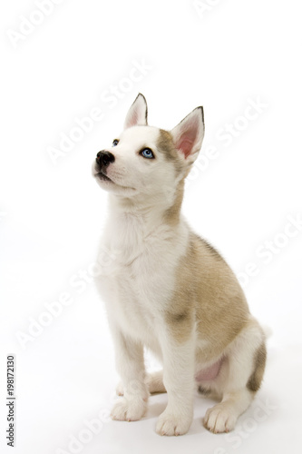 A cute young Husky dog puppy with piercing blue eyes sitting waiting obediently on a white seamless backdrop