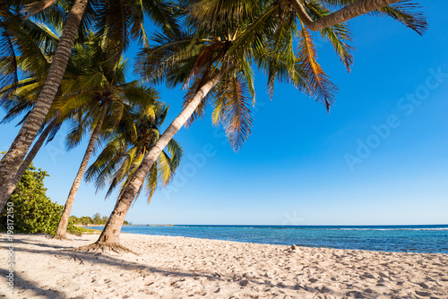 Fototapeta Naklejka Na Ścianę i Meble -  Kokosnuss Palmen am weißen Sand strand in playa giron