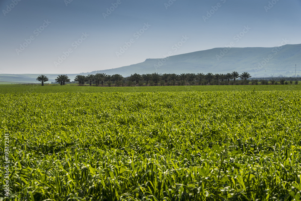 Wheat crops field