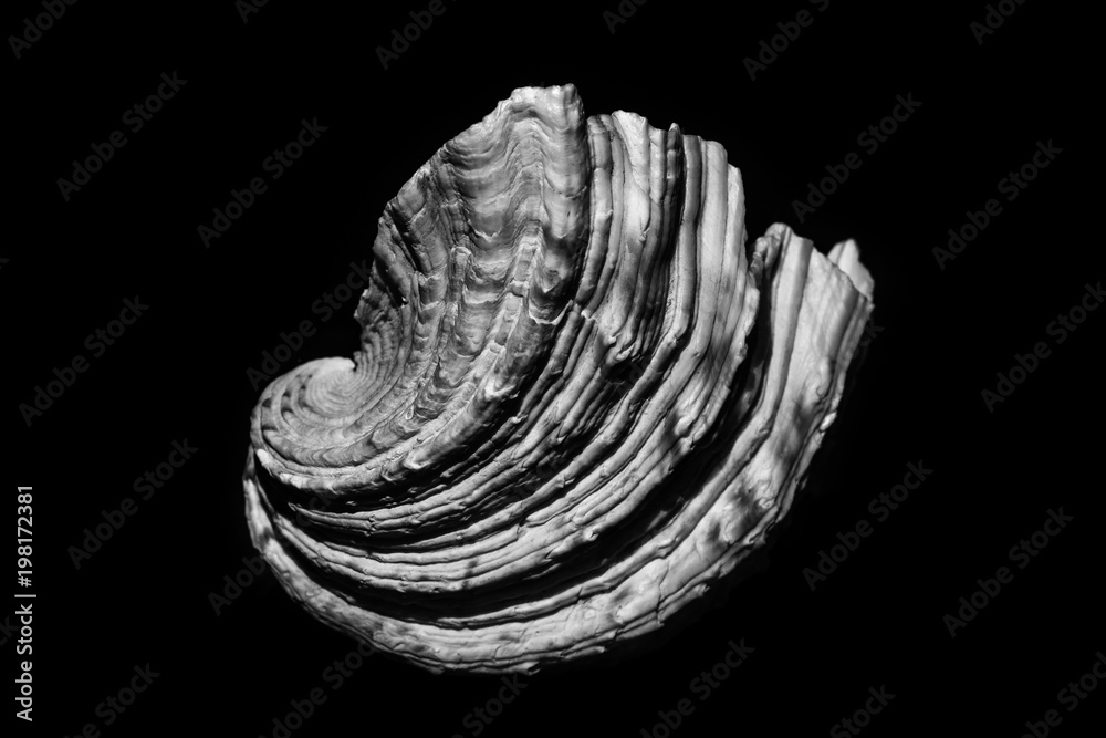 Seashell in black and white Seashell in black and white