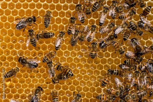 closeup of bees on honeycomb in apiary © diyanadimitrova
