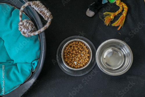 Accessories and food for a dog photo