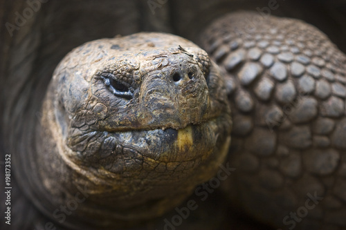 Riesenschildkröten auf Galapagos, Closeup